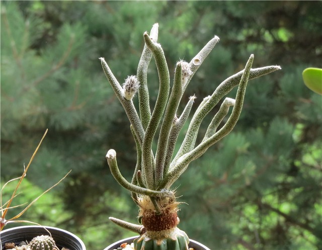 Astrophytum caput medusae 